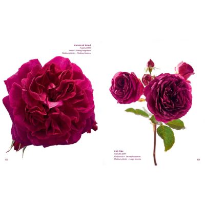 The Color Of Roses – A Curated Spectrum Of 300 Blooms